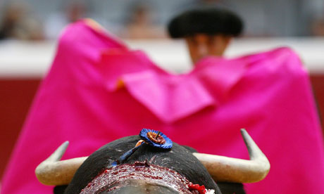 Bull prepares to charge during a bullfight